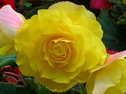 Бегония махровая желтая (Double Yellow)