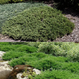 Можжевельник горизонтальный Андора Компакт - Долина роз фото 2