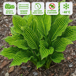 Хоста Сибериан Тайгер