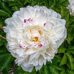 Пион Boule de Neige - Голландские луковицы фото 2