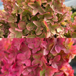 Гортензия метельчатая Металлика