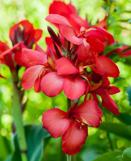 Канна Crimson Beauty (Зеленолистная) - Голландские луковицы фото 3