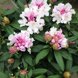 Рододендрон Хоппи