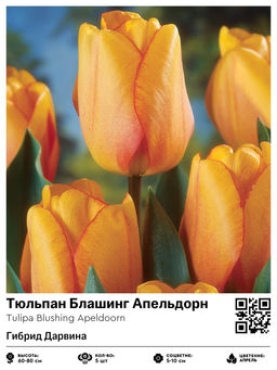Тюльпан Blushing Apeldoorn (Гибрид Дарвина) - Голландские луковицы фото 2