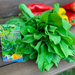 Щавель ЛИМОННЫЙ - Уральский дачник фото 6