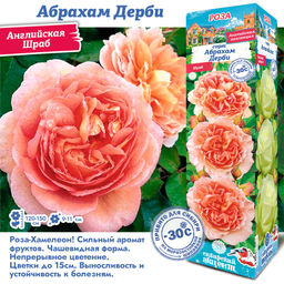 Роза Абрахам Дерби (Английская) 1шт