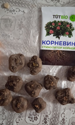 Лиатрис микс (Liatris Mix) 10шт