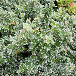 Бересклет Аргентео (7-10 см)