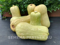 Тыква Матильда - Партнер фото 4