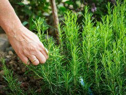 Розмарин - Долина роз фото 4