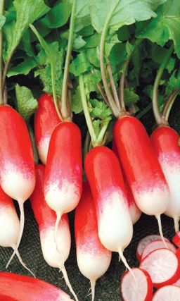 Редис САНЬКИНА ЛЮБОВЬ  Корнеплоды сочные, без пустот и горечи, сладкие! Устойчив к цветушности!