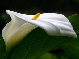 Калла Cristal Beauty (Кристал Бьюти) - Долина роз фото 3