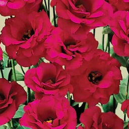 5201D Эустома крупноцветковая Арена F1 III Ред 5шт