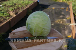 Капуста белокочанная позднеспелая Престиж - Партнер фото 4