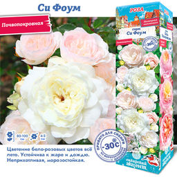 Роза Си Фоум (Почвопокровная) 1шт