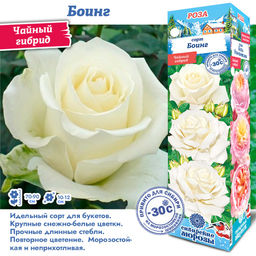 Роза Боинг (Чайно-гибридная) 1шт