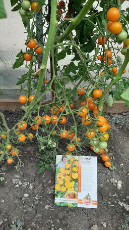 Томат ДУБЛОН ЗОЛОТОЙ коллекция Татьяны Штайнерт Авторская селекция - Уральский дачник фото 3