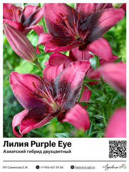 Лилия Purple Eye (Азиатский гибрид, двухцветный)