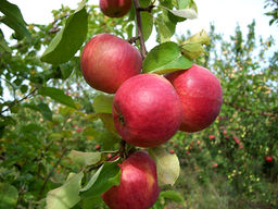 Яблоня Жигулевское - Долина роз фото 3
