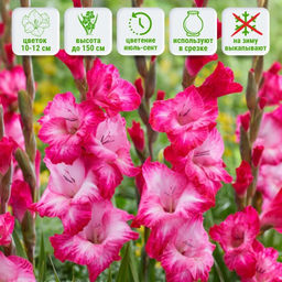 Гладиолус Кантате 5 шт