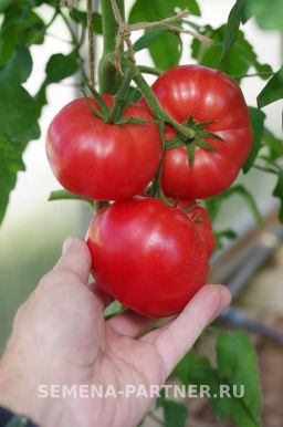 Томат Леди Роуз - Партнер фото 8