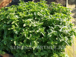 Базилик Мариан - Партнер фото 4