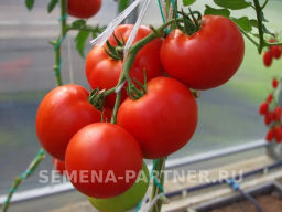 Томат Момбаса - Партнер фото 4