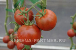 Томат Вендетта - Партнер фото 2
