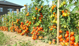 Томат ЧУДО НА ЗАСОЛ Раннеспелый! С дружным созреванием! Без подвязки и пасынкования! - Уральский дачник фото 2