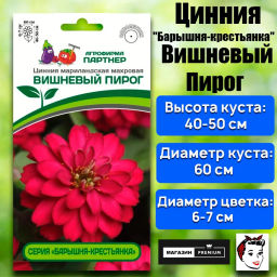 Цинния махровая Барышня-крестьянка Вишневый Пирог - Партнер фото 2