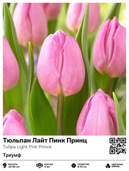 Тюльпан Лайт Пинк Принц (Триумф)