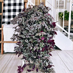 Традесканция Зебрина - Долина роз фото 3