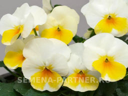 Виола Соблазн Золото Нибелунгов - Партнер фото 4