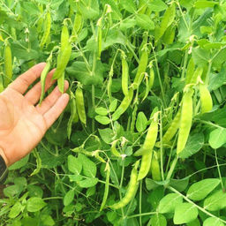 Карликовый Снежный Горошек Норли Мангетоут - Norli Mangetout Pea - Дом помидоров фото 3