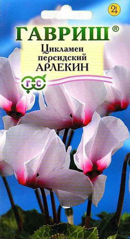 Цикламен Арлекин персидский 3шт (г)