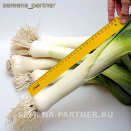 Лук порей Элефант - Партнер фото 4