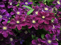 Клематис Warszawska Nike (Варшавска Найк)