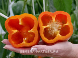 Перец сладкий Флагман - Партнер фото 5