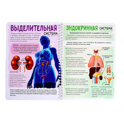 Энциклопедия с прозрачными страницами «Моё тело», 32 стр.