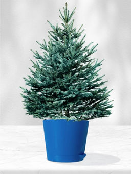 Набор д/выращивания растений "Магия цветов", "Ель голубая"