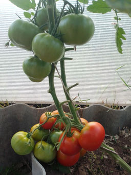 Томат ЗЛАТОУСТ коллекция Татьяны Штайнерт Авторская селекция - Уральский дачник фото 5