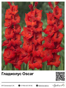 Гладиолус Oscar