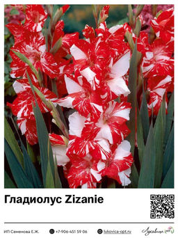 Гладиолус Koi Pursuit / Zizanie
