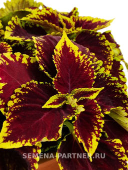Колеус шлемниковидный крупнолистный Биг Бэн Скарлет - Партнер фото 3