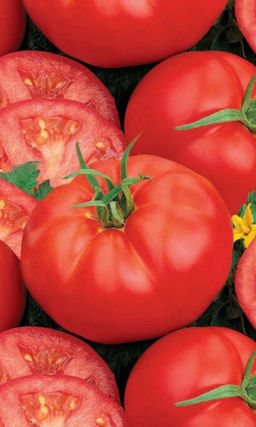 Томат СКАЗКА Очень вкусный! Просто сказка для ленивых или начинающих садоводов! Сверхранний, можно выращивать безрассадным способом!