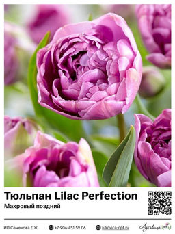 Тюльпан Lilac Perfection (Махровый поздний)