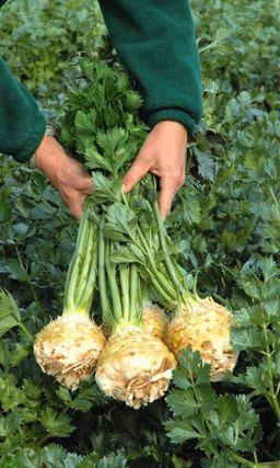 Сельдерей корневой ГРИБОВСКИЙ  Эталонное качество продукции! Ароматичный и очень урожайный! Для маринования и заготовки приправ!