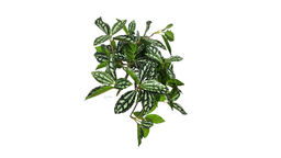 Куст Пилеи мелколистный - Бело-зеленый - Real touch фото 2