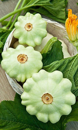 Патиссон ПЯТАЧОК  Кустовой! Повышенная устойчивость к засухе и похолоданиям! Идеален для фарширования!