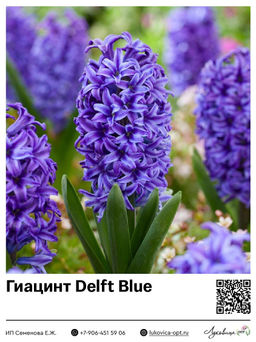 Гиацинт Delft Blue